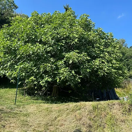 La Corte And Restaurant - Free Parking - 10 Minutes To The And Centre Frühstückspension Tavernerio